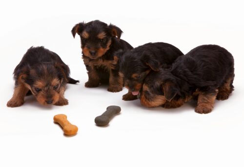 Complete Dog Food Ingredient List