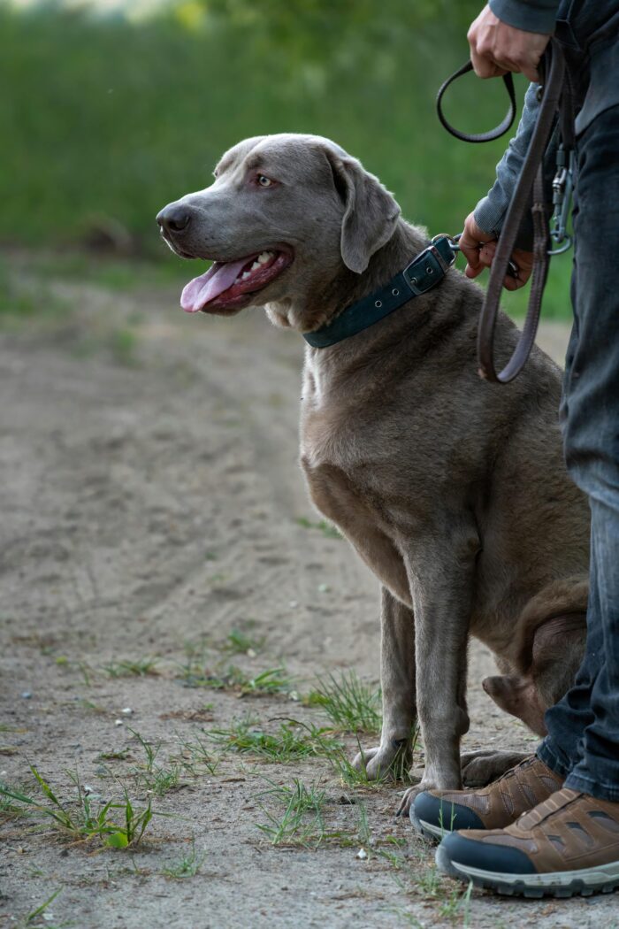 Confident Canine: Socialization Checklist for Dogs - Image 3
