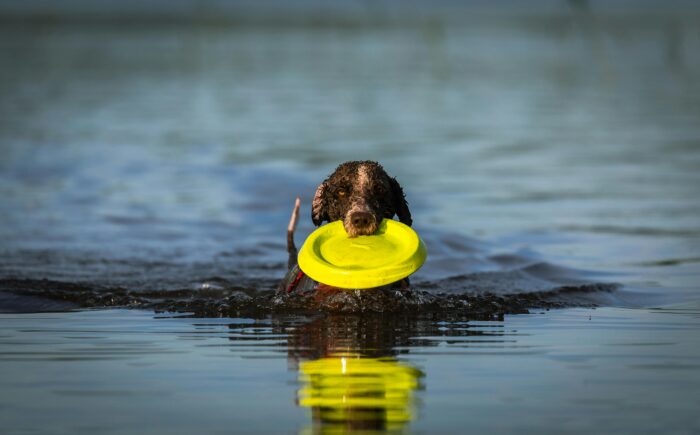 K9 Sprinter’s Real Food Recipe - Image 3