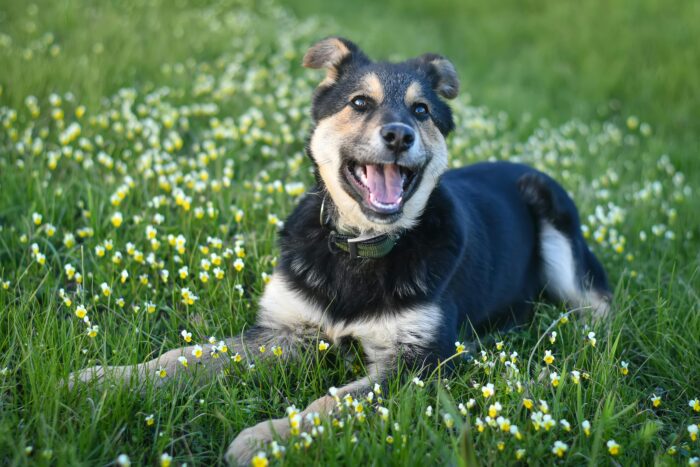 K9 Sprinter’s Real Food Recipe - Image 4